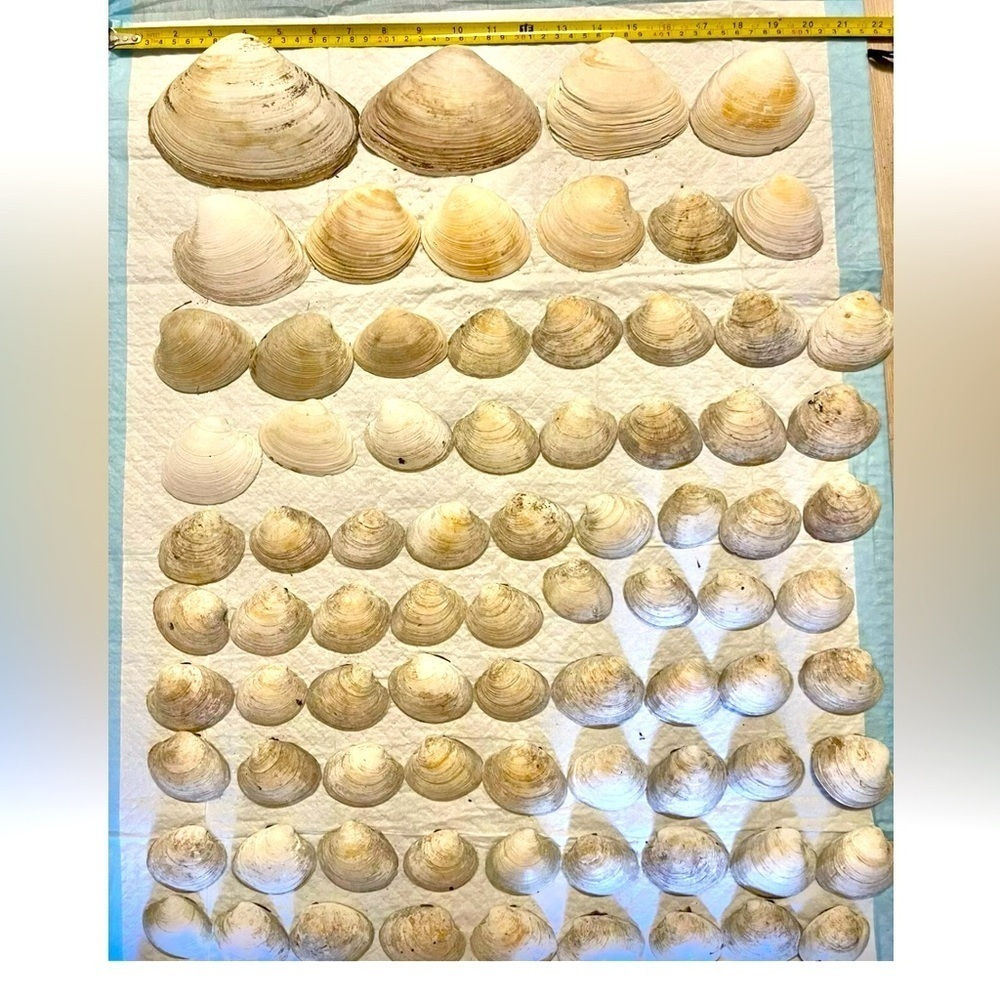 Clams Shells Lot Of 98 + …Size 1.5”-6”Great For Crafts aquarium
